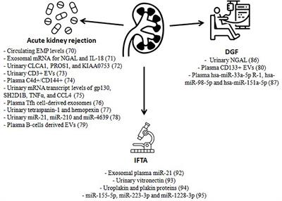 Physiopathological role of extracellular vesicles in alloimmunity and kidney transplantation and their use as biomarkers